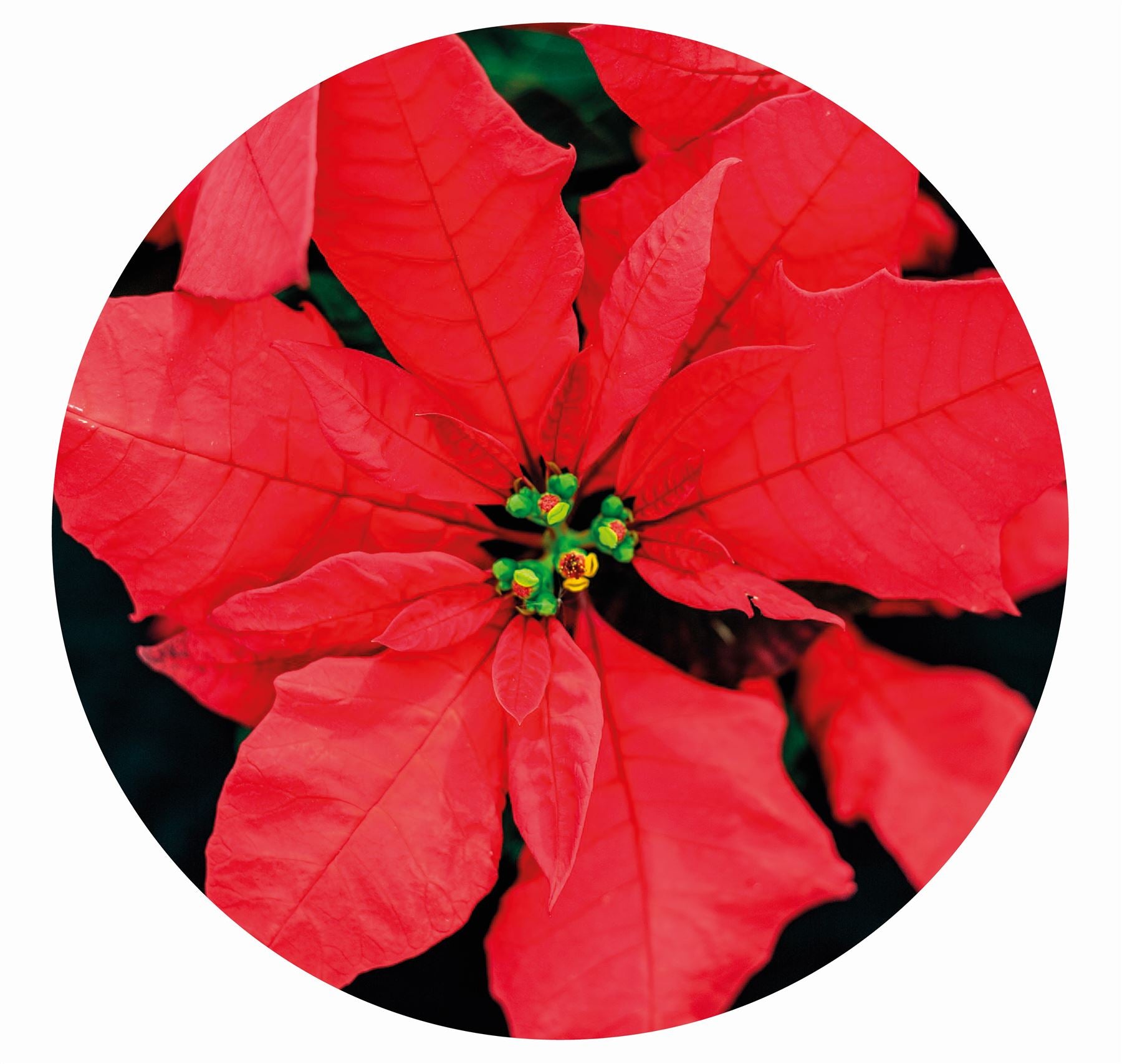 Poinsettia circular Impuzzible 400 Piece Jigsaw Puzzle